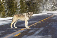 This Nov. 7, 2017, photo released by the National Park Service shows a wolf in the road near Artist Paintpots in Yellowstone National Park, Wyo. Wolves have repopulated the mountains and forests of the American West with remarkable speed since their reintroduction 25 years ago, expanding to more than 300 packs in six states. (Jacob W. Frank/National Park Service via AP)