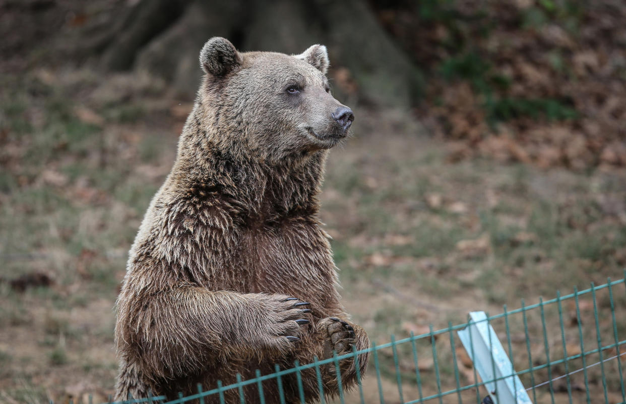 A bear at the Ovakorusu Celal Acar Wildlife Rescue and Rehabilitation Center in the Karacabey district of Bursa, Turkey on October 12, 2021. (Photo by Sergen Sezgin/Anadolu Agency via Getty Images)