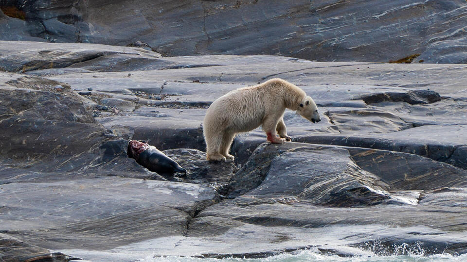 There are more polar bears than people in this harsh landscape.