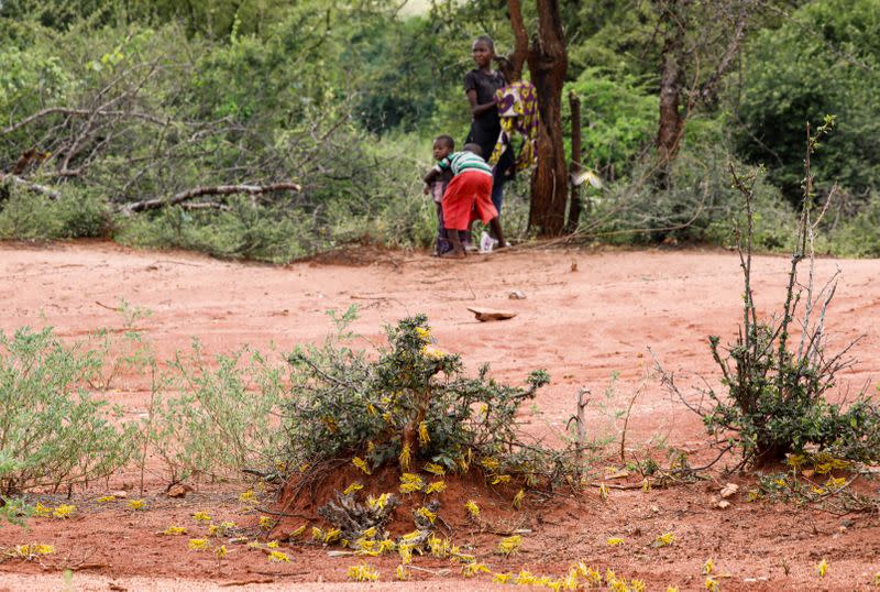 Children look as locusts crawl around a bush in the region of Kyuso