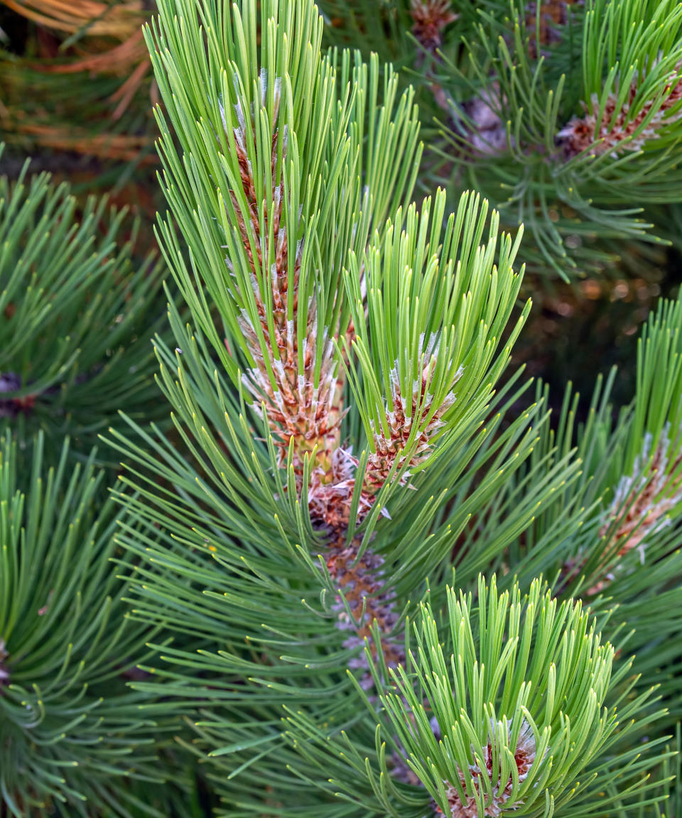 PINUS HELDREICHII ‘COMPACT GEM’