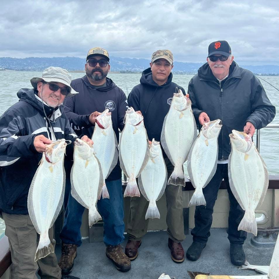 Limits of halibut like these caught aboard the Lovely Martha have been very common this year during live bait trips on San Francisco Bay.