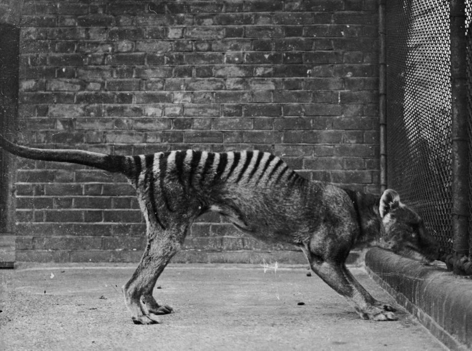 Colossal also has plans to resurrect the thylacine, also known as the Tasmanian tiger, an extinct carnivore seen here in captivity around 1930 (Getty Images)