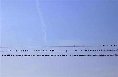 Starlings perch on power lines above farmland near Dungeness in southern England March 15, 2011. REUTERS/Stefan Wermuth