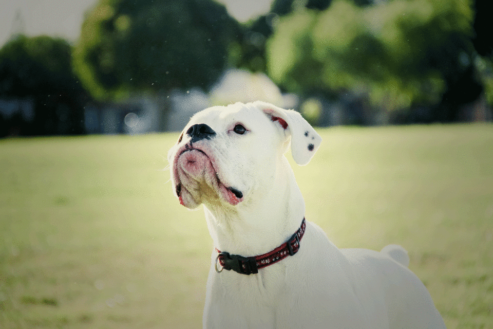 A two-year-old has been bitten by a dog, believed to be an American bulldog, in a Sydney park. Stock photo: Getty