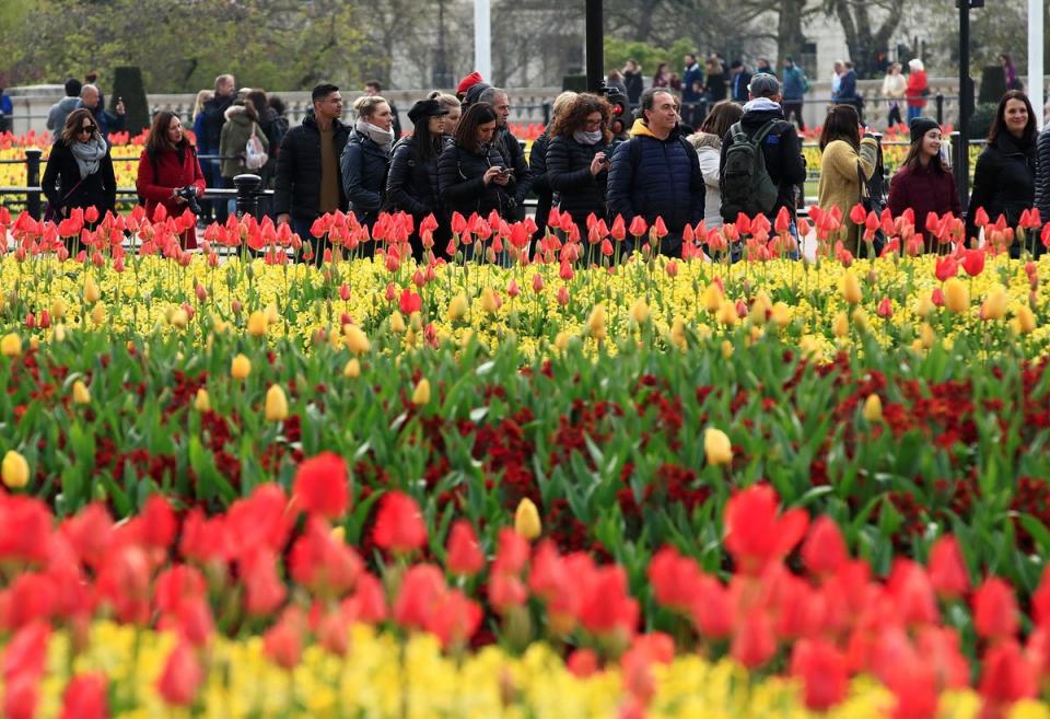 Tulips in bloom by the Queen Victoria Memorial in London (Reuters)