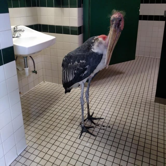 Stork hides from Hurricane Matthew in Florida zoo bathroom