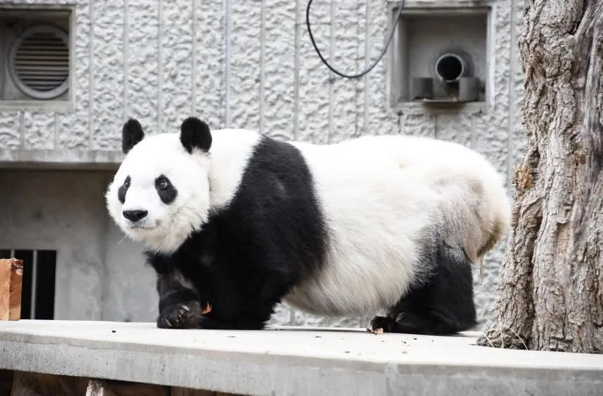 <strong>日本王子動物園的明星動物旦旦過世（圖／翻攝NNN官網）</strong>