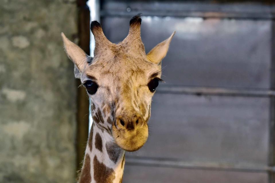 17日清晨4時，天空仍下著雨，不過，台北動物園借殖任務仍得進行，在保育員安撫下，小心的將長頸鹿「宵璋」送上搬運箱，在警察護送下途經國3，安抵六福村。（台北市立動物園提供/中央社）