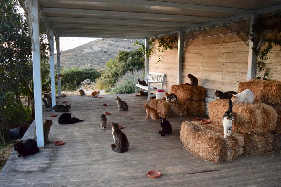 Esta isla paradisíaca griega ofrece sueldo y casa por cuidar a unos gatos