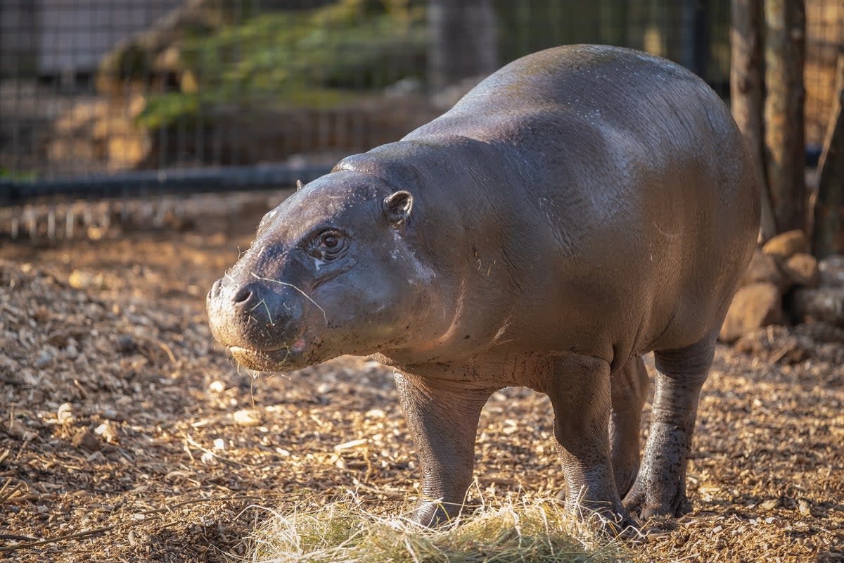 Pygmy hippo Amara arrives at London Zoo (London Zoo)