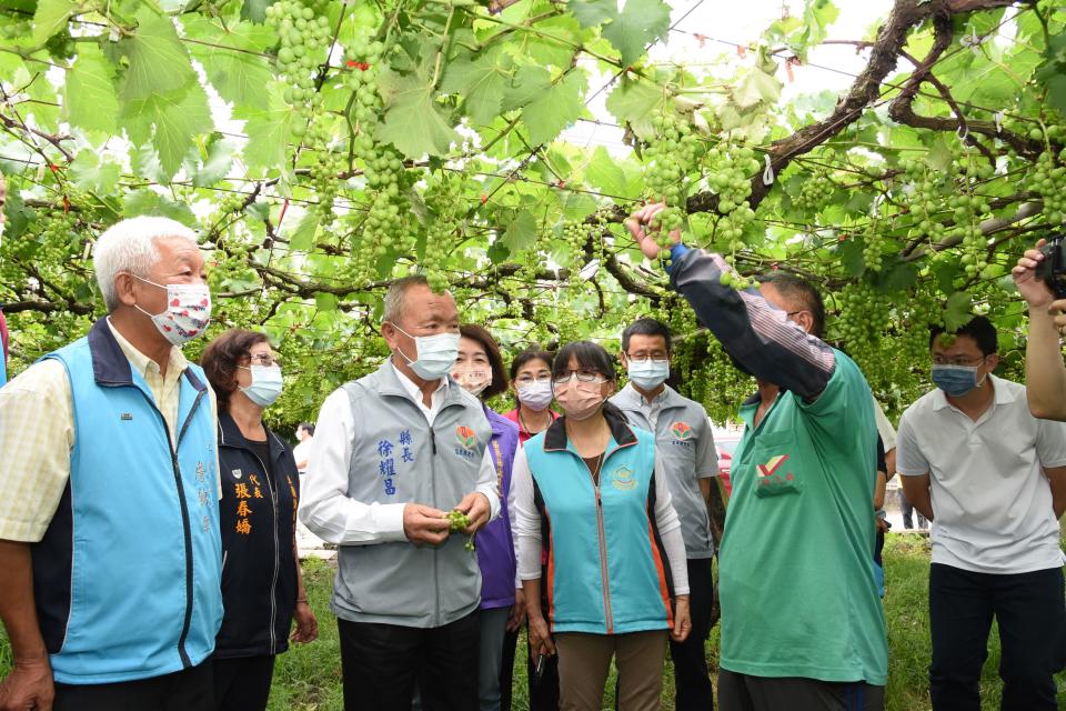 苗縣長徐耀昌關心巨峰葡萄災損赴現場勘查。（記者葉蒼秀攝）