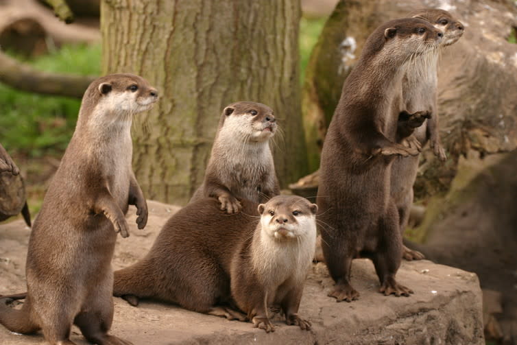 <span class="caption">Asian short-clawed otters: I don’t care what he’s doing.</span> <span class="attribution"><span class="source">Shutterstock</span></span>