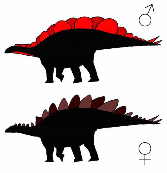 The plates of <i>Stegosaurus mjosi</i>may offer clues about the dinosaur's sex, a study suggests.