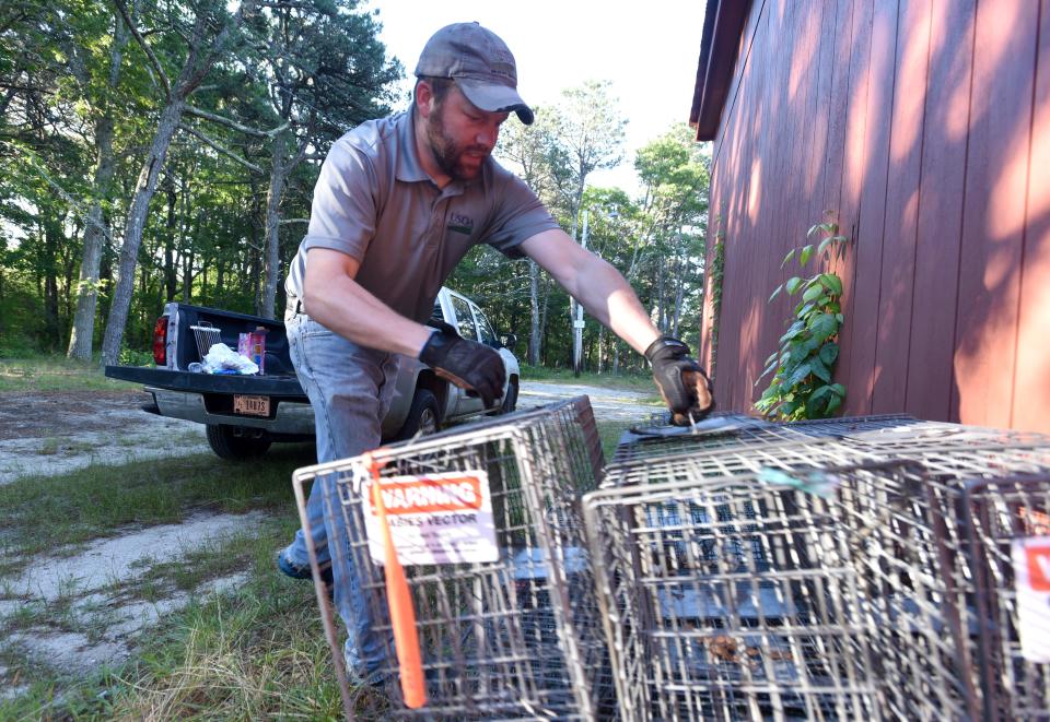 U.S. Department of Agriculture wildlife biologist Brian Bjorklund loads up traps in 2021 as teams from the agency fan out across the Mid-Cape setting out traps for raccoons to vaccinate them against rabies.