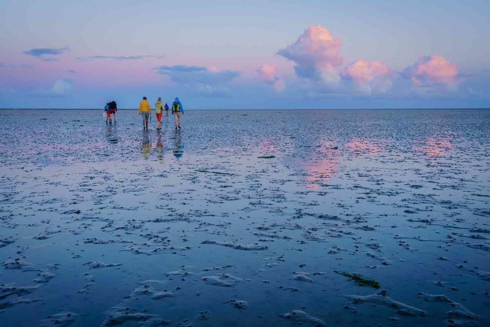 <p>Fredrik Nilsson/Getty Images</p> Walking through the mud in the Wadden Sea, in the Netherlands.