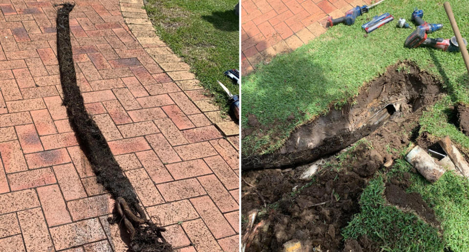 The tree roots on the driveway and sticking out of the blocked stormwater drain in the ground. 