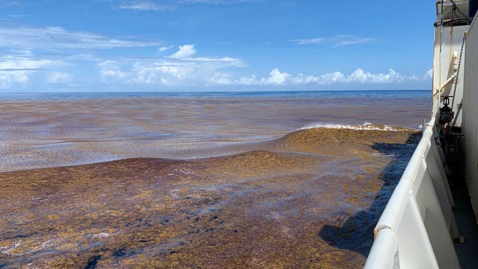 Sargassum