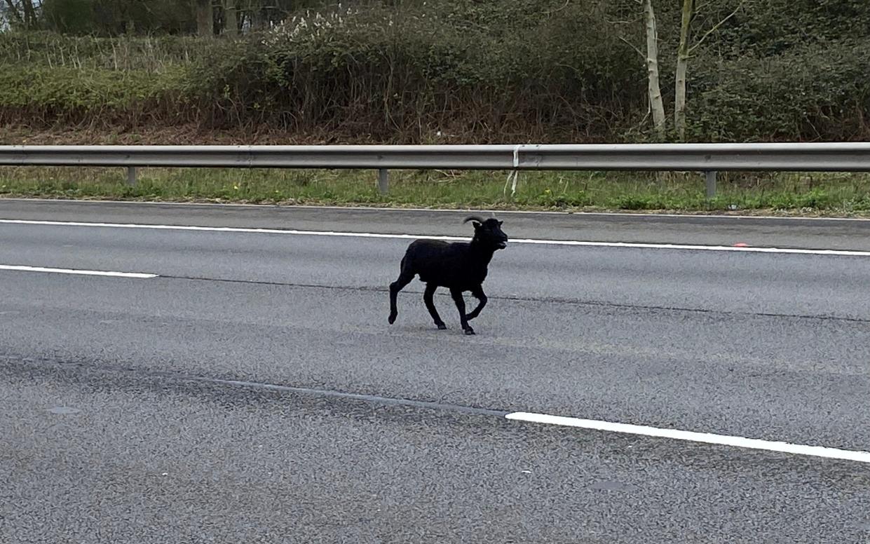 A goat runs on the M5 motorway in Gloucestershire
