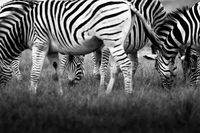<p>Crookes&Jackson</p> Burchell’s zebras graze near Xaranna.