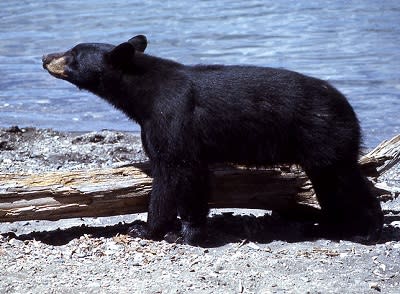 800px-Yellowstone-black-bear400