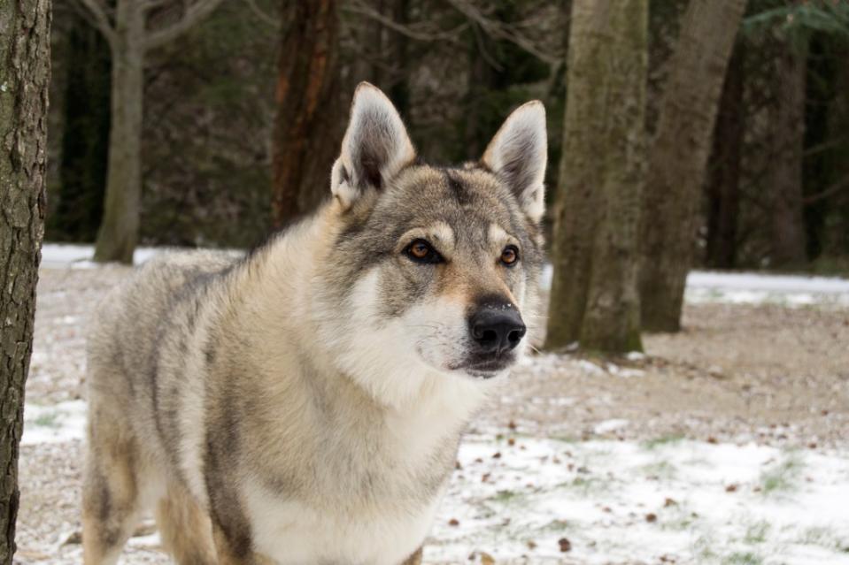 Portrait of a Czechoslovakian Wolfdog, distinct from a wolfhound breed.