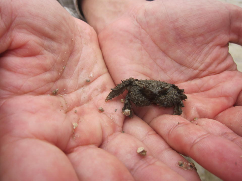 A small hairy crab. (Yahoo! Singapore/ Karen Vera)