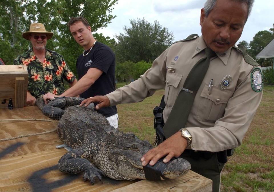 Charlie Tanner, Nuisance Alligator Trapper for the Florida Fish and Wildlife Conservation Commission, and with his son, Ben Tanner, as FWC Officer Jeff Babauta takes measurements of an alligator caught in a pond in Mill Creek in this 2006 file photograph. 