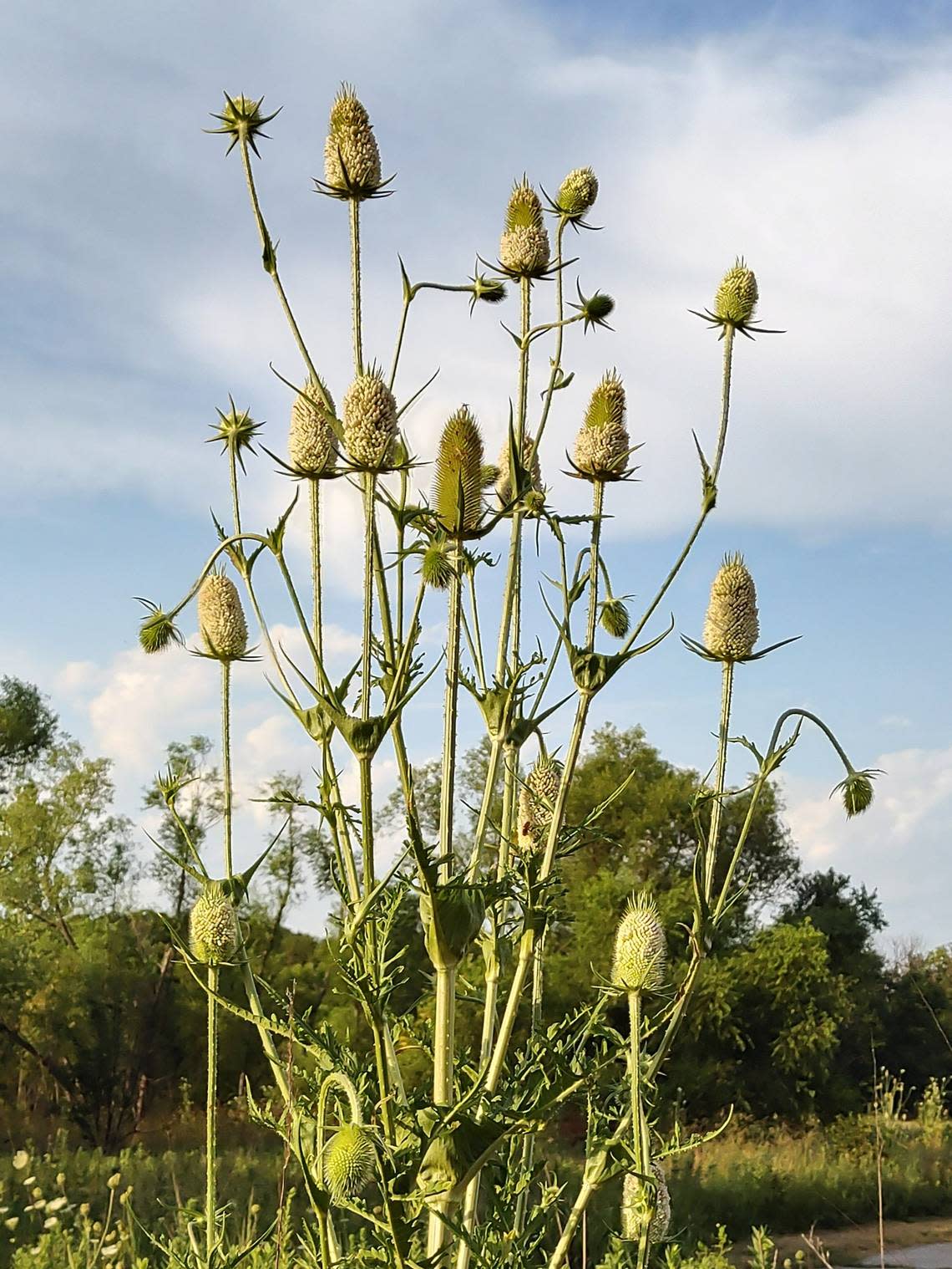Teasel favors sunny fields, and wastelands such as roadside ditches.