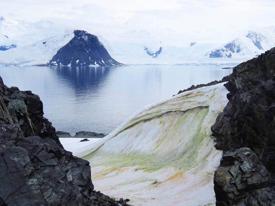 antarctica snow slope colored green yellow pink with algae