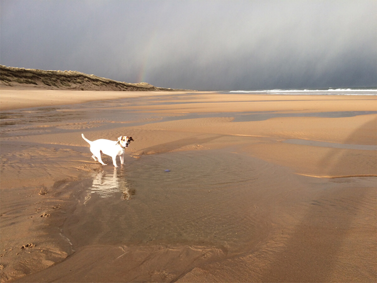 <span class="caption">Tommy roaming on a remote beach, Embo, Scotland.</span> <span class="attribution"><span class="source">Paul O'Hare</span>, <a class="link " href="http://creativecommons.org/licenses/by-nc-nd/4.0/" rel="nofollow noopener" target="_blank" data-ylk="slk:CC BY-NC-ND;elm:context_link;itc:0;sec:content-canvas">CC BY-NC-ND</a></span>