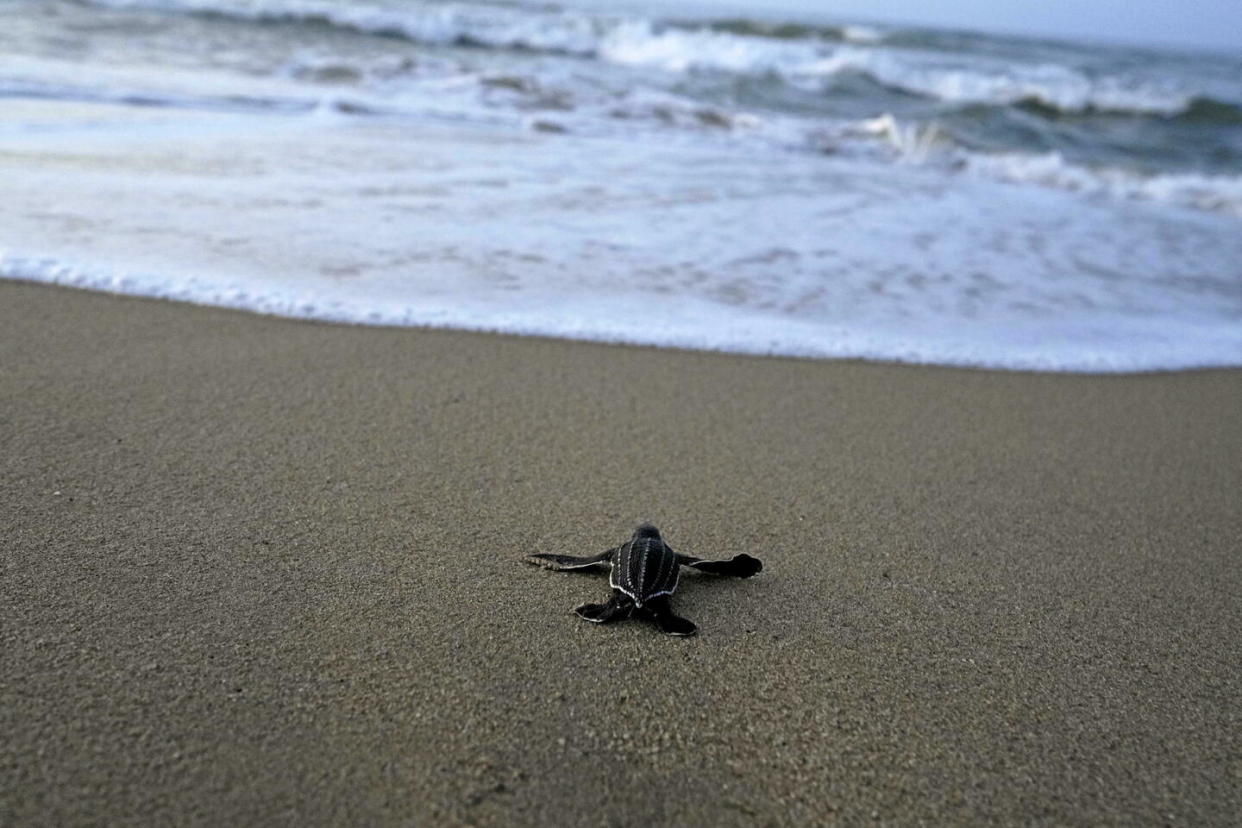 Consommer de la viande de tortue de mer peut provoquer un chélonitoxisme, une grave intoxication alimentaire (photo d'illustration).  - Credit:Ariana Cubillos/AP/SIPA