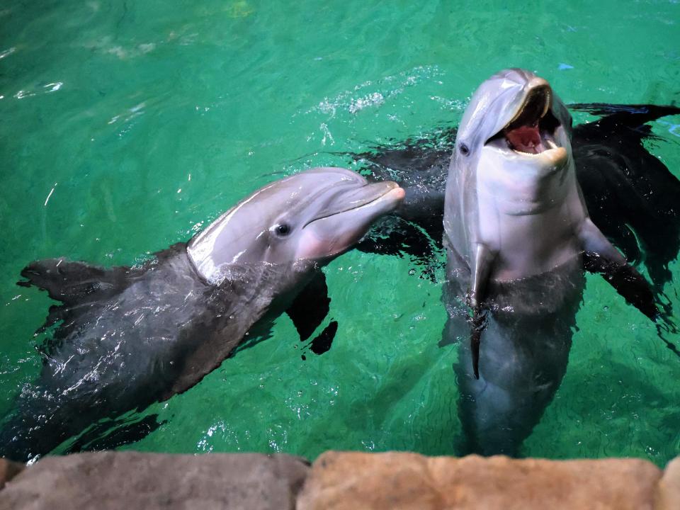 Dolphins perform at the SeaWorld marine life theme park, on Yas Island in Abu Dhabi on May 21, 2023.
