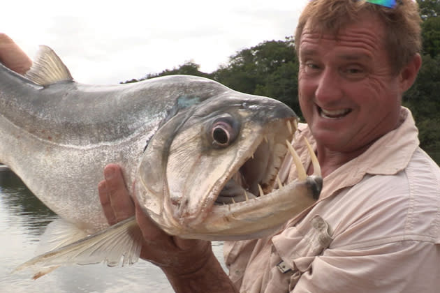 Neben seinem 113-Kilo-Arapaima zog Steve Townson auch noch ein “kleines”, knapp 68 Kilogramm schweres Exemplar aus dem Wasser. Aber auch andere dicke Fische wie dieser Furcht einflößende Payara (auch Hundezahnsalmler), ...