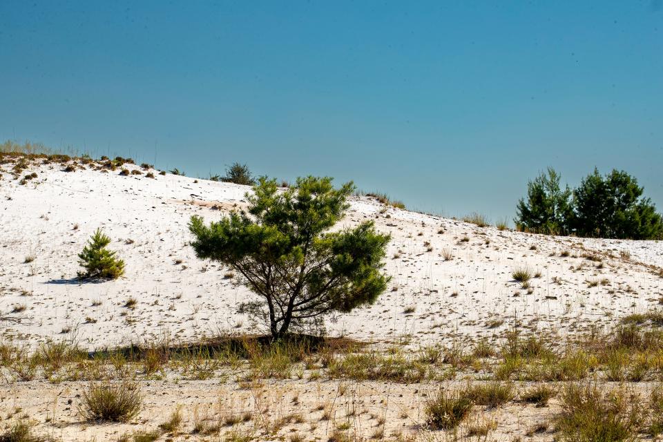 A sand dune in the 602-acre scrub that is the subject of a preservation effort on the shore of Lake Marion.