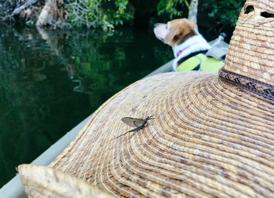 A recently-hatched mayfly rests before continuing its hazardous journey to find a mate. The waters of Stumpy Pond teem with panfish such as crappie and bream as well as bass and other fish who feast hungrily on the clouds of insects as they hover over the water. Matt Richardson/Special to The Island Packet and Beaufort Gazette