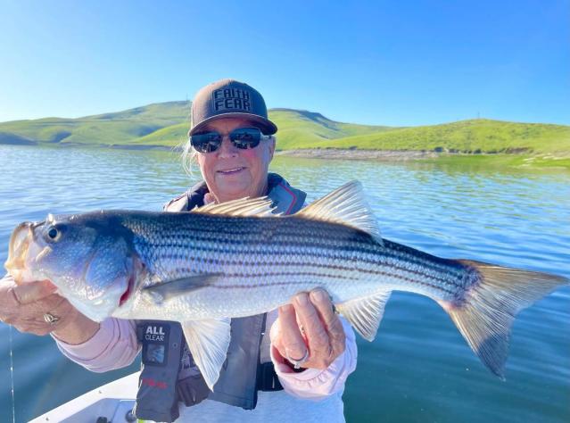 Fin clips provide valuable data on striped bass