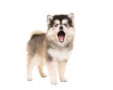 <p>According to Dog Time, Pomsky's are the adorable mix between <a href="https://dogtime.com/dog-breeds/pomsky#/slide/1" rel="nofollow noopener" target="_blank" data-ylk="slk:a Pomeranian and a Husky;elm:context_link;itc:0;sec:content-canvas" class="link ">a Pomeranian and a Husky</a>. It's the perfect breed for someone who lives in an apartment due to their small size. However, Pomeranians and Husky are both very needy, so this mixed breed will let you know when it wants attention. </p>