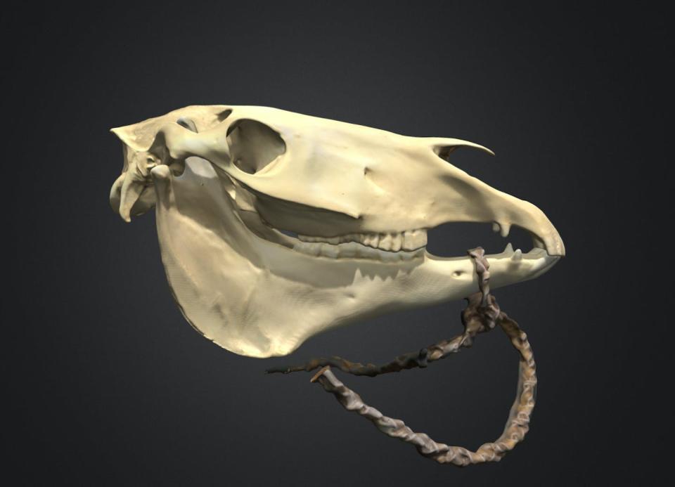 3D model of a horse cranium and replica rawhide bridle in the Archaeozoology Laboratory at the University of Colorado. William Taylor