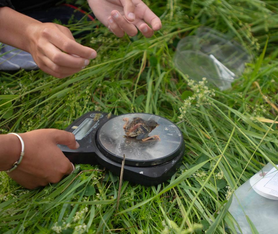 Every time the researchers come across a nest they gather the chicks and weigh them. Pictured is a 6 day old Savanah Sparrow, one of the many grassland birds threatened in Vermont. 