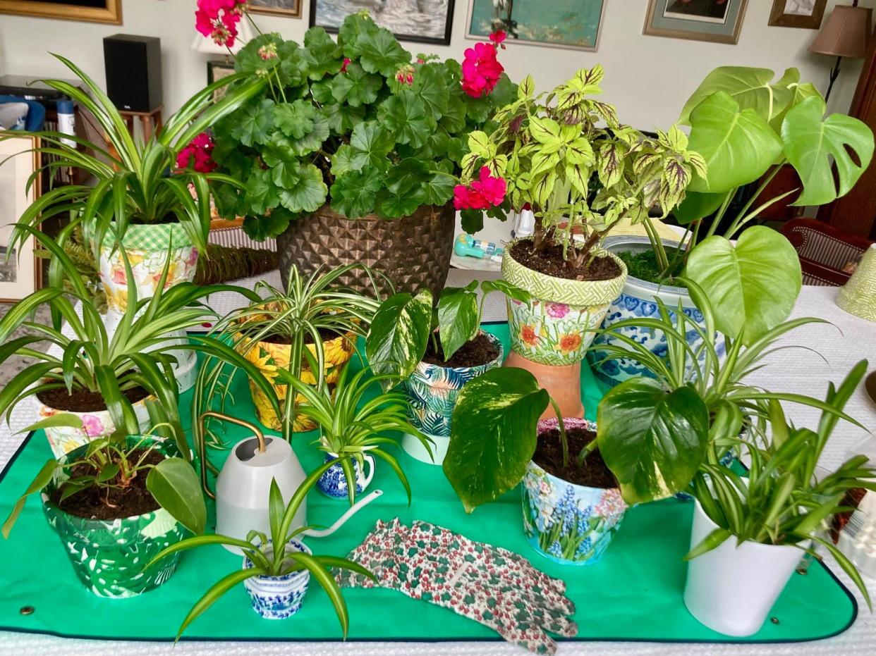 The GFWC-Dover Area Woman’s Club is hosting its annual Hanging Basket and Green Thumb Plant Sale.