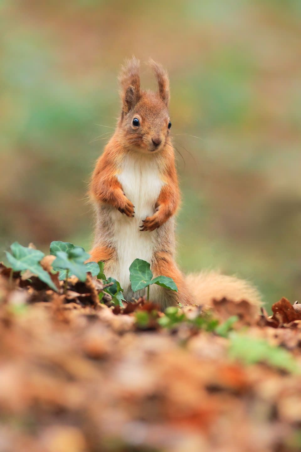 Photo credit: Stuart Shore, Wight Wildlfie Photography - Getty Images