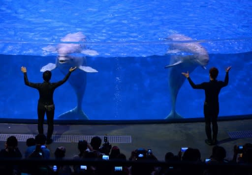 Beluga whales perform at the Chimelong Ocean Kingdom in Zhuhai, China, 29/04/14. Two beluga whales from a Shanghai aquarium are to be flown to a sanctuary in Iceland, giving hope to 3,000 captive cetaceans as the popularity of marine shows declines