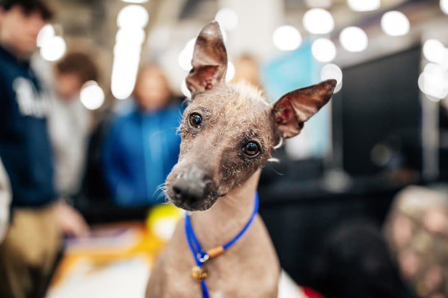 Noodle, a Peruvian Inca Orchid, at the American Kennel Club’s “Meet the Breeds” event.