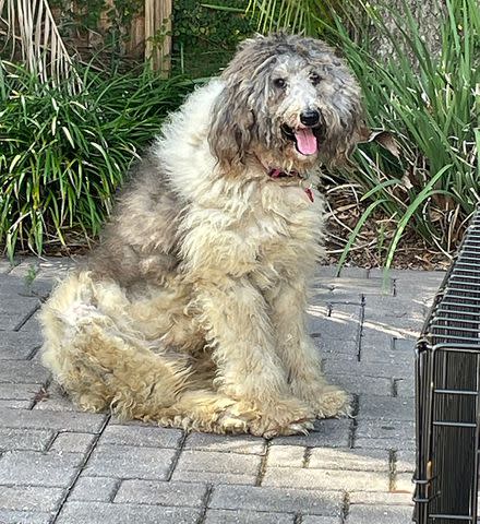 <p>Courtesy Poodle and Pooch Rescue </p> Loretta the dog before her grooming session in Florida