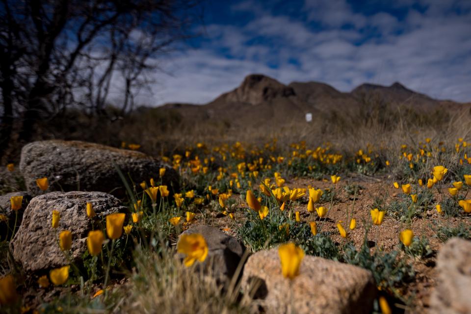 The Poppies Fest continues March 23 and March 30 at the El Paso Museum of Archeology, 4301 Transmountain Road.