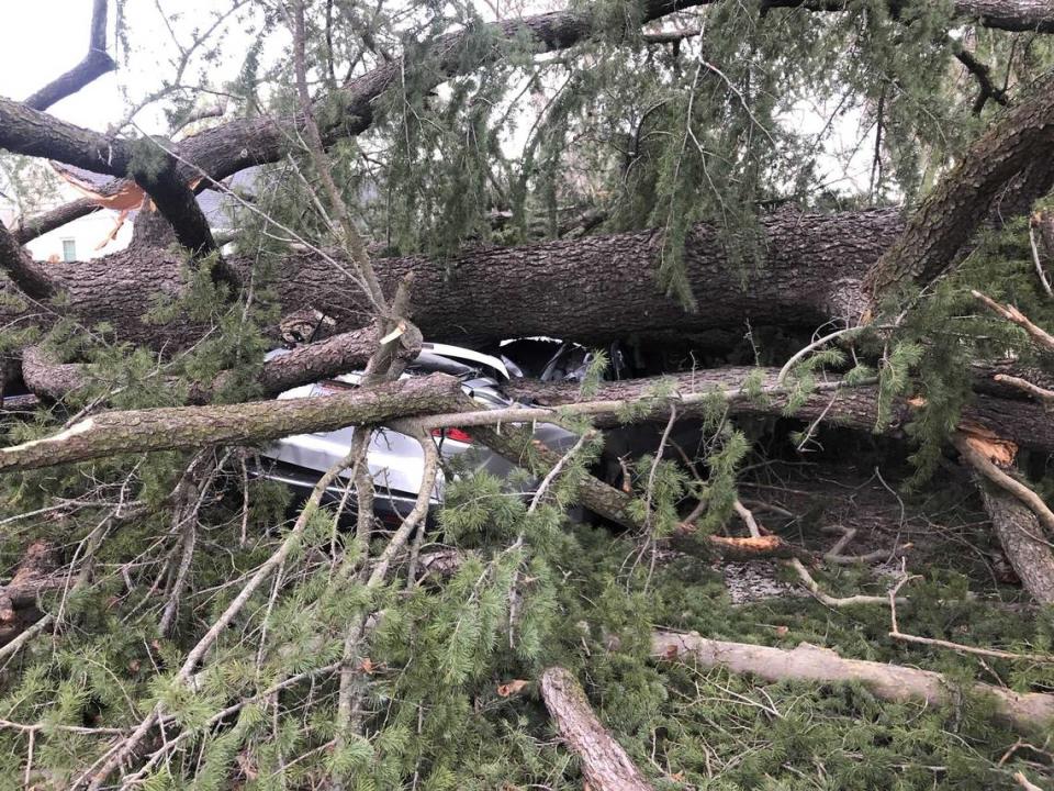 A Himalayan cedar that fell at approximately 8 p.m. during a storm on Dec. 31, 2022, flattens a 2012 GMC Acadia. SMUD said that over 90 trees have been cleared since the storm.