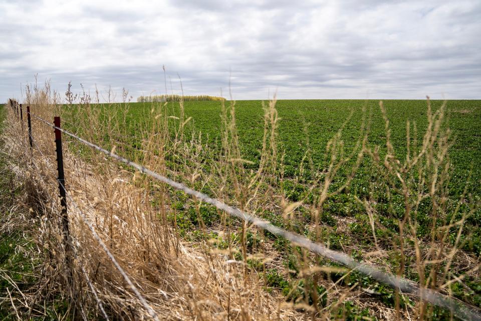 Spring greenery is just beginning to show on Nick Wallace's farm in rural Benton County.