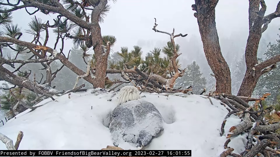 Jackie the bald eagle watches over her two eggs during a snowstorm in Big Bear Valley, California.