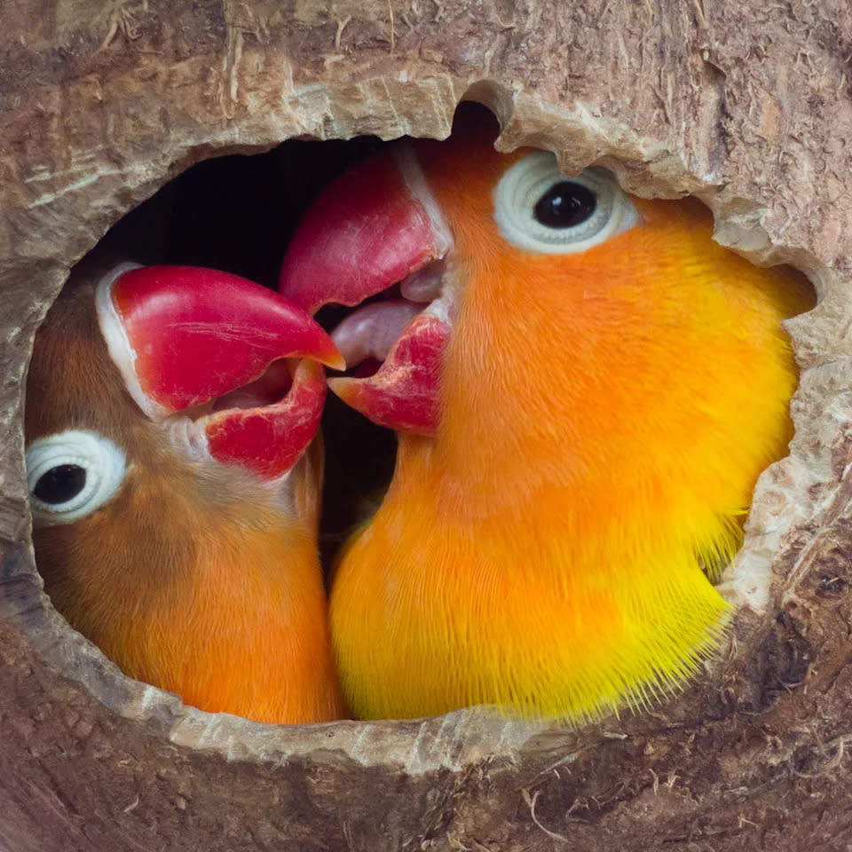 Einem dieser verliebten Vögel ist kälter als dem anderen. (Getty Images)